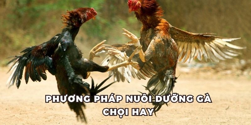 Phương pháp nuôi dưỡng gà chọi sư kê J88 cần biết
