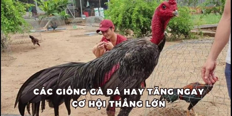 Tổng hợp các giống gà đá hay nên chọn khi chơi tại J88