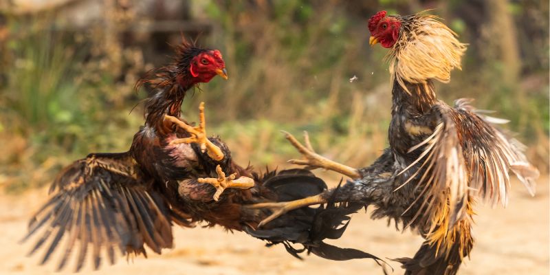Cách Chăm Sóc Gà Đá Chuẩn Giúp Chiến Kê Tăng Sức Mạnh
