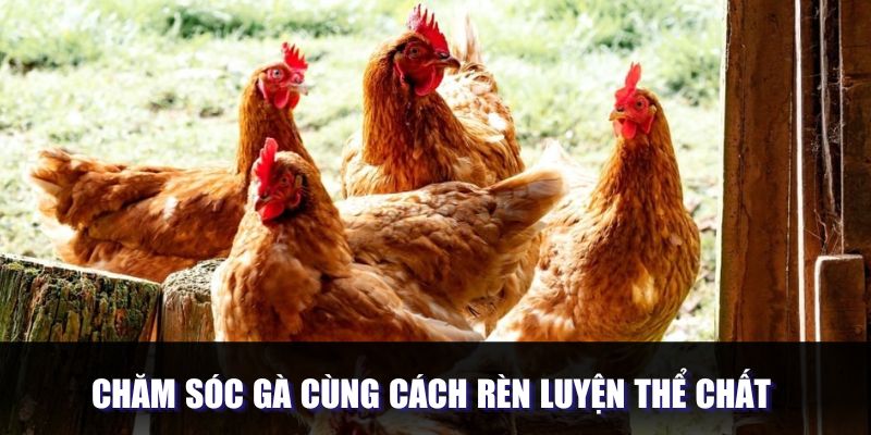 Chăm sóc gà cùng cách rèn luyện thể chất