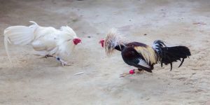 Chăm Sóc Gà – Những Kinh Nghiệm Từ Chuyên Gia J88