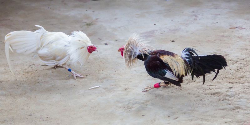 Chăm Sóc Gà – Những Kinh Nghiệm Từ Chuyên Gia J88