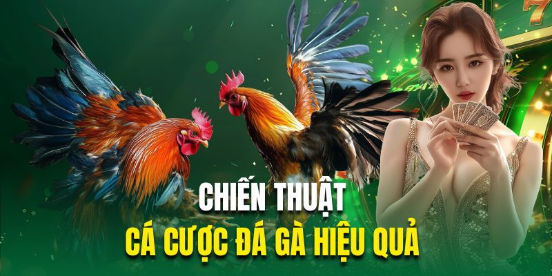 Chiến thuật cá cược đá gà hiệu quả