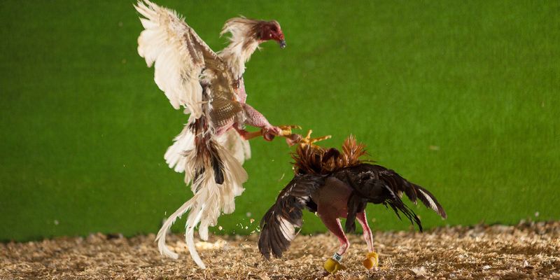 Lưu ý bạn cần để tâm khi áp dụng cách chăm sóc gà đá