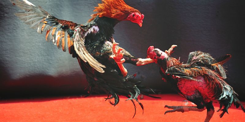 Lý do cần chăm sóc gà đá