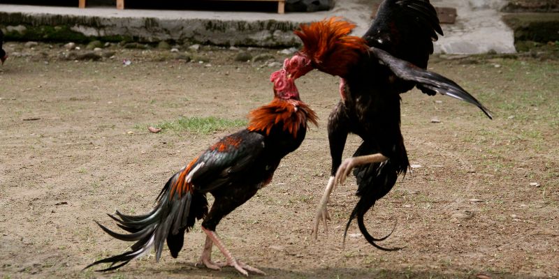 Nuôi trong không gian rộng