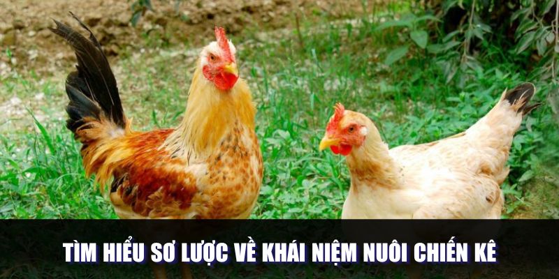 Tìm hiểu sơ lược về khái niệm nuôi chiến kê