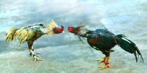 Tổng Hợp Các Giống Gà Đá Hay Từ Cao Thủ J88